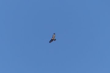 Buzzard circling Feb 2020 Naomi Landy.jpg